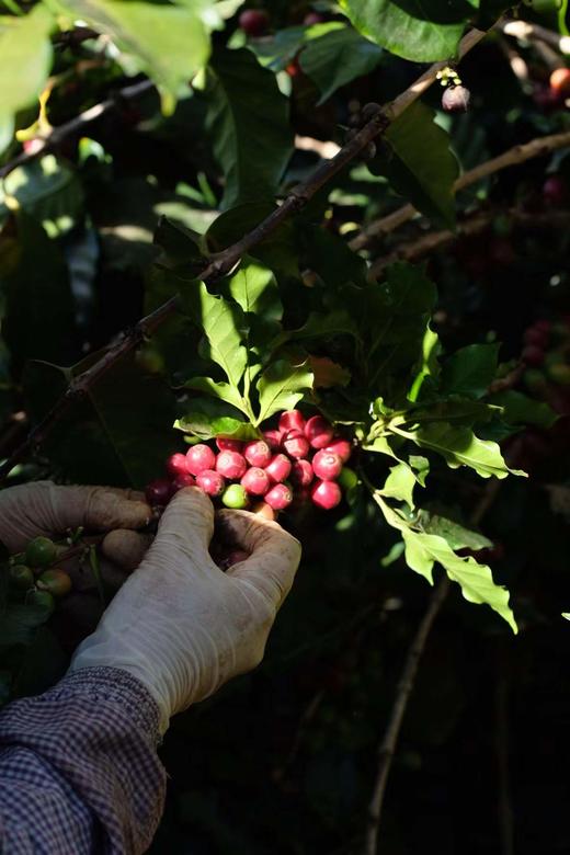 云澜庄园 精品咖啡生豆 哈拉尔 水洗  1KG（埃塞原生种）（该产品仅售3KG以内生豆产品，如需更多重量分开下单即可）（此商品不包邮，如需顺丰，需额外联系客服改运费价格） 商品图2