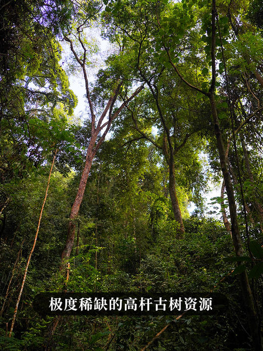 活动即将结束！【积分兑换】【哆依树高杆】2024年头春头采选取易武高杆之王，仅采茶王树周边八棵大高杆单采单制357g/饼，不带外铝盒 商品图6