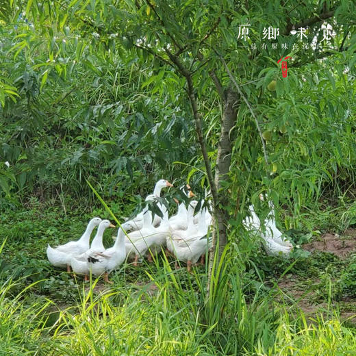 【预售需等】生态鹅蛋【基地直发-京东快递】| 12枚/盒，来自四川简阳，生产者：德福【合作生产，公平贸易】 商品图4