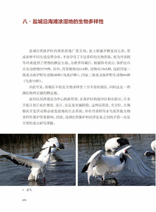 《风中的丹顶鹤：相伴“湿地仙子”的日子》 商品图11