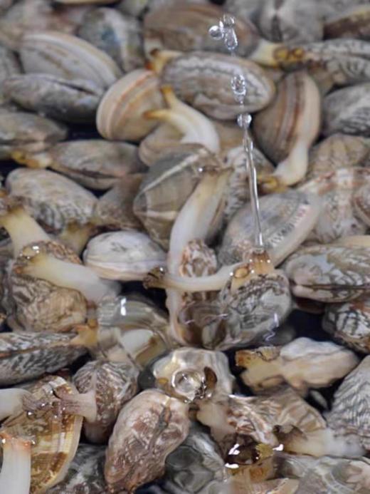 青岛特产鲜活大哈蜊红岛花蛤蜊贝类海鲜野生海鲜鲜活蛤蜊 商品图1