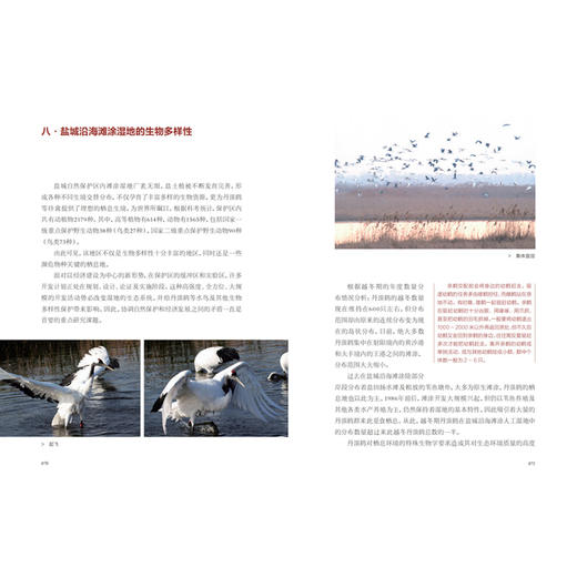 风中的丹顶鹤——相伴“湿地仙子”的日子 商品图7