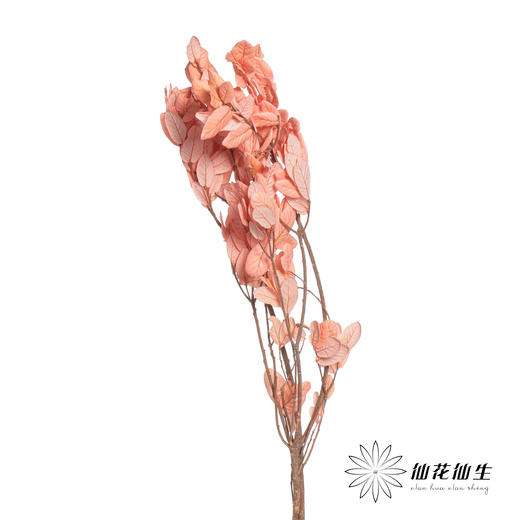 永生花材 | 黄金叶粉色 商品图3