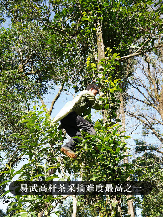 活动即将结束！【积分兑换】【哆依树高杆】2024年头春头采选取易武高杆之王，仅采茶王树周边八棵大高杆单采单制357g/饼，不带外铝盒 商品图1