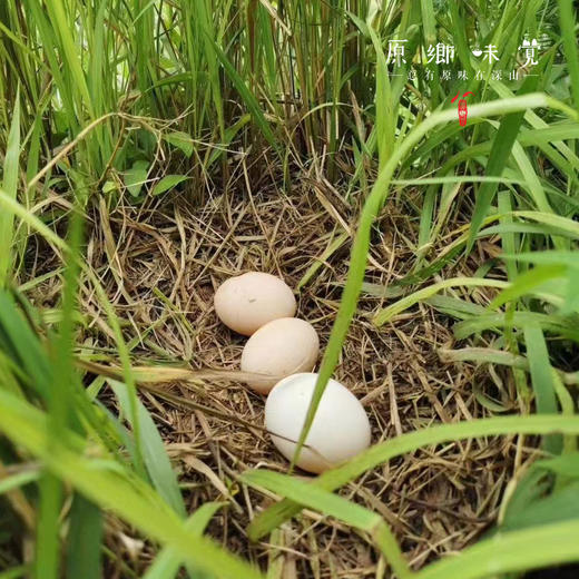 【预售需等】生态鹅蛋【基地直发-京东快递】| 12枚/盒，来自四川简阳，生产者：德福【合作生产，公平贸易】 商品图1