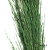 永生花材 | 铁杆芦苇绿色 商品缩略图3