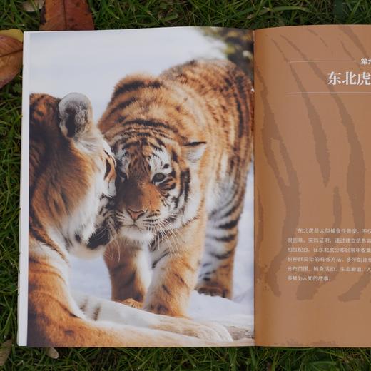 《归来的虎啸：东北虎调查纪实》 商品图4