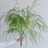 芦荀草丨配草 商品缩略图2