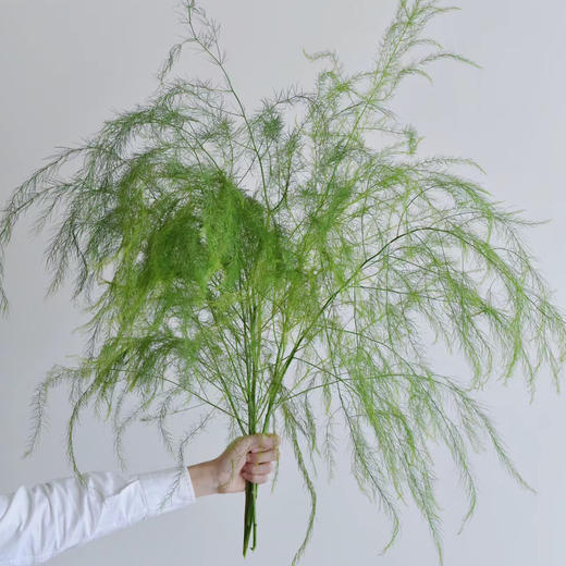 芦荀草丨配草 商品图2