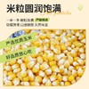【买2送1，新疆乌苏爆米花玉米】一年一季，颗粒饱满，严格筛选，软糯弹滑，口感微甜玉米粒500克球形原料美式五谷杂粮 商品缩略图2