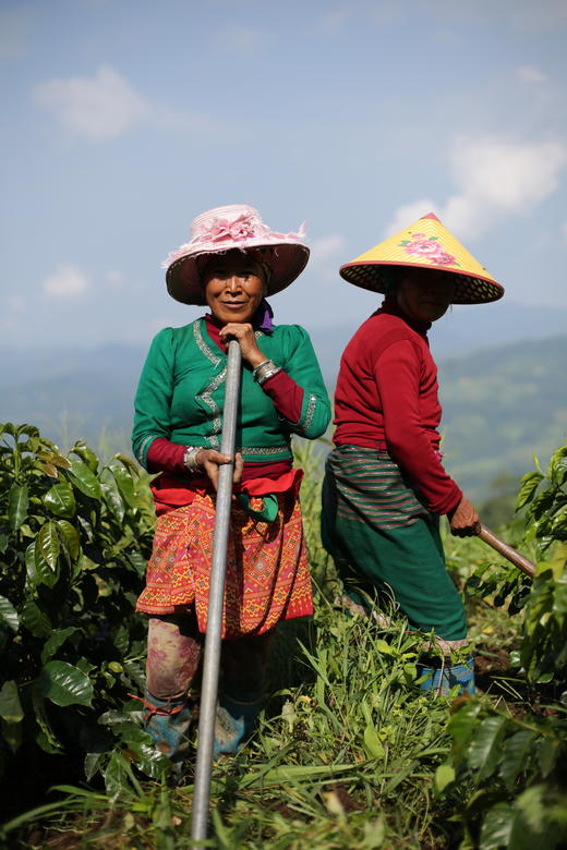 云澜庄园 精品咖啡生豆 哈拉尔 水洗  1KG（埃塞原生种）（该产品仅售3KG以内生豆产品，如需更多重量分开下单即可）（此商品不包邮，如需顺丰，需额外联系客服改运费价格） 商品图1