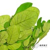 永生花材 | 黄金叶绿色 商品缩略图0
