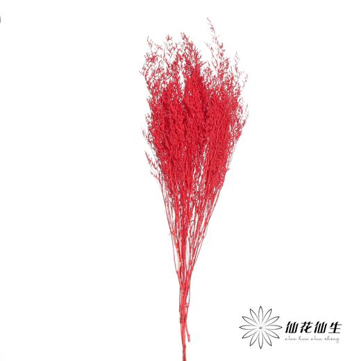 永生花材 | 情人草红色 商品图1
