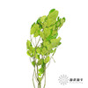 永生花材 | 黄金叶绿色 商品缩略图1