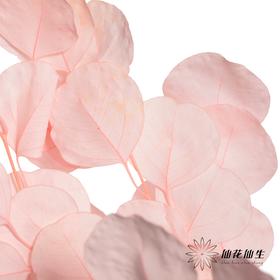 永生花材 | 苹果叶粉色
