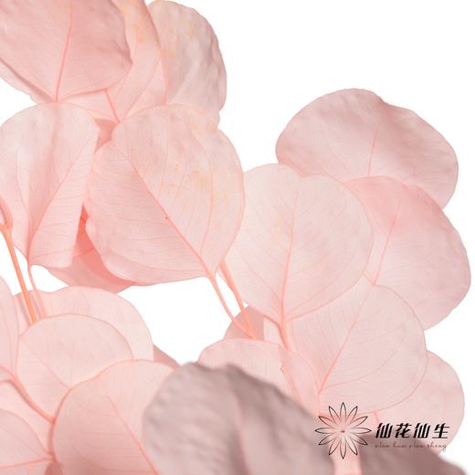 永生花材 | 苹果叶粉色 商品图0
