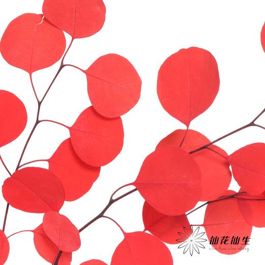 永生花材 | 苹果叶红色 商品图3