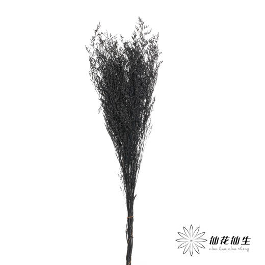 永生花材 | 情人草黑 商品图1