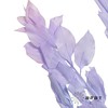 永生花材 | 桔叶蓝紫 商品缩略图2