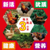 原生态徒步鸡 净重2.2斤左右/ 只；耒阳一年以上跑山土鸡、乌鸡 净重3斤左右/只 顺丰包邮 真空包装冷冻发货 商品缩略图4
