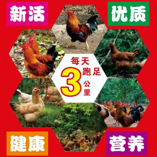 原生态徒步鸡 净重2.2斤左右/ 只；耒阳一年以上跑山土鸡、乌鸡 净重3斤左右/只 顺丰包邮 真空包装冷冻发货 商品图4