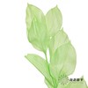 永生花材 | 桔叶绿色 商品缩略图0