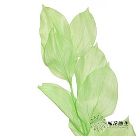 永生花材 | 桔叶绿色