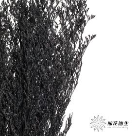 永生花材 | 情人草黑
