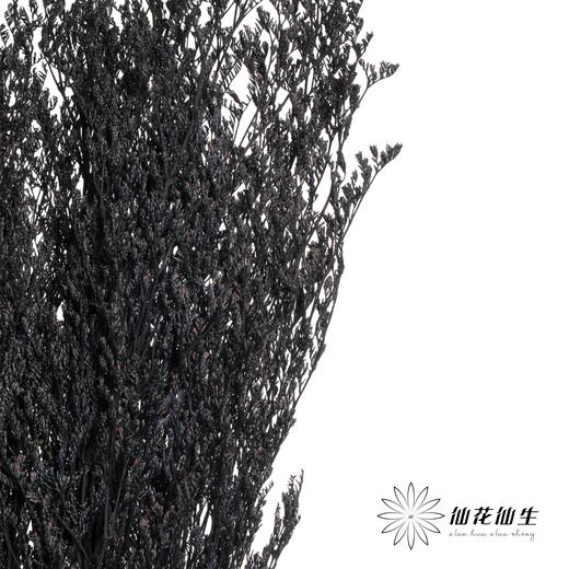 永生花材 | 情人草黑 商品图0