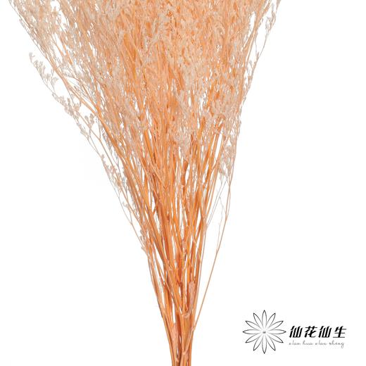 永生花材 | 情人草浅粉 商品图3