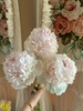 冰岛雪糕芍药花5支 商品缩略图4