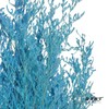 永生花材 | 情人草蓝色 商品缩略图0