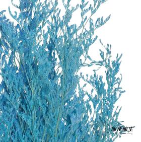 永生花材 | 情人草蓝色