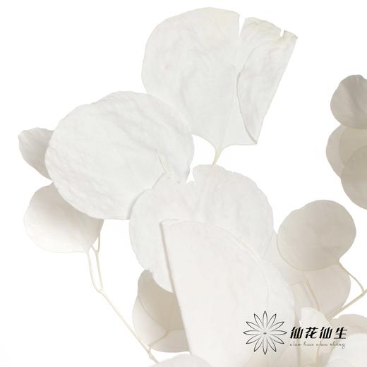 永生花材 | 苹果叶白 商品图2