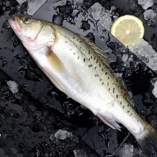 冰鲜鲈子鱼（800±50g）多退少补 商品图1