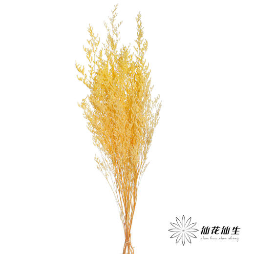 永生花材 | 情人草漂黄 商品图1