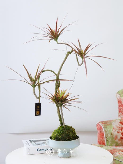 JT苔藓球七彩木 商品图0