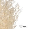 永生花材 | 情人草白 商品缩略图0