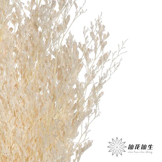 永生花材 | 情人草白 商品图0