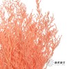 永生花材 | 情人草亮粉 商品缩略图0
