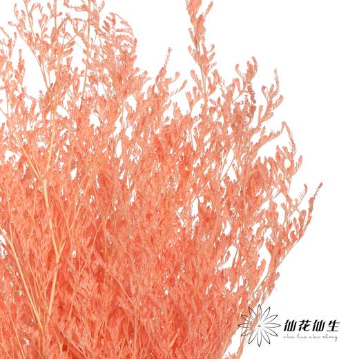 永生花材 | 情人草亮粉 商品图0