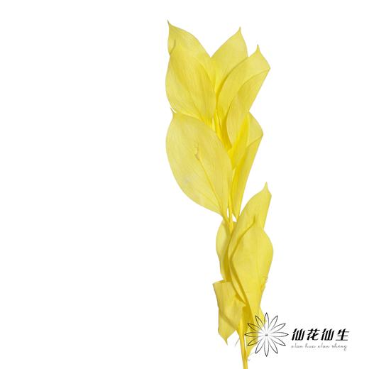 永生花材 | 桔叶黄色 商品图1