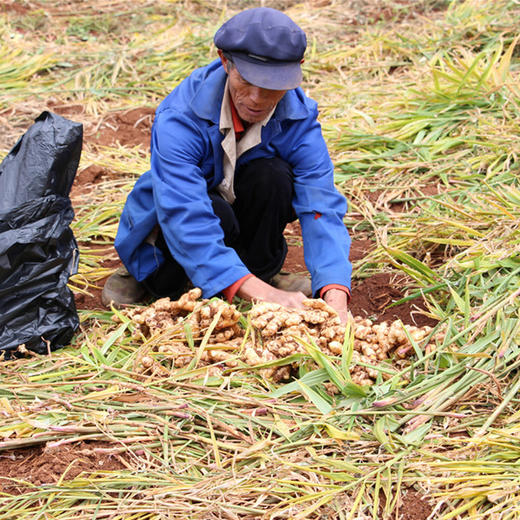 云南【小黄姜】姜味浓郁，香辣味美，肉质紧实，姜丝紧密，高原种植，自然成熟！ 商品图4