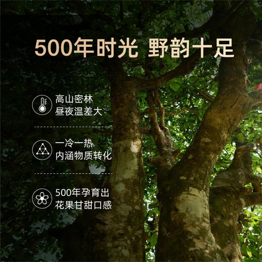 贝叶集500年古树红茶野生茶树云南凤庆特级浓香型滇红茶叶礼盒装 商品图3