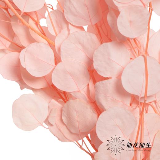 永生花材 | 苹果叶粉色 商品图3