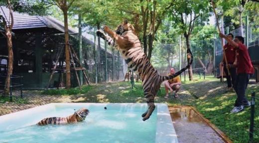 泰国普吉岛老虎公园门票代订【老虎园 Tiger Park|体验近距离接触​老虎拍照】 商品图2