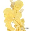 永生花材 | 苹果叶黄色 商品缩略图3