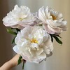 大福哥芍药花5支 商品缩略图4