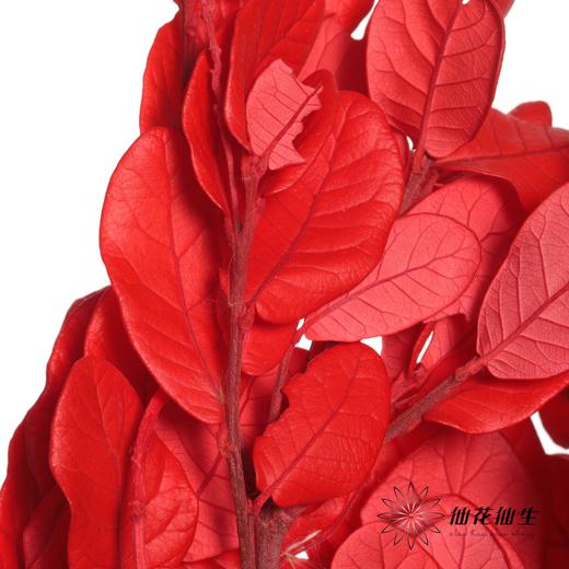 永生花材 | 黄金叶红色 商品图3