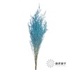 永生花材 | 情人草蓝色 商品缩略图1